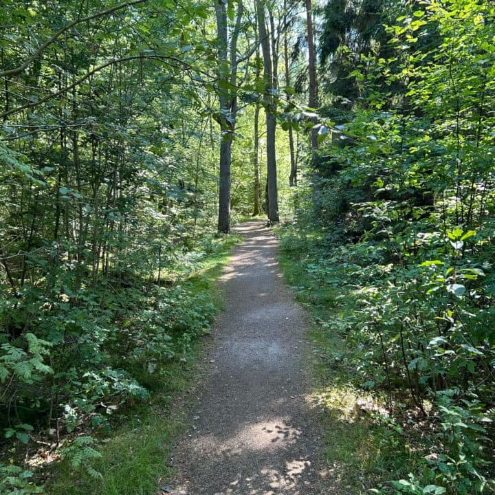 Skog