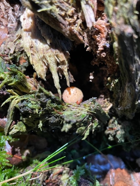 Bild på en liten svamp som växer i en mossig stubbe. Bilden används iför att symbolisera mikroskog i ett inlägg. 